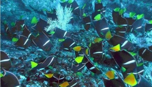 snorkeling in Costa Rica.png